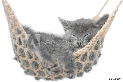 Picture of Cute gray kitten lying in hammock